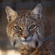 A non-rabid (I assume) bobcat.
